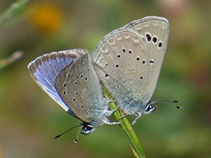 Black-eyed Blues - Glaucopsyche melanops © John Muddeman